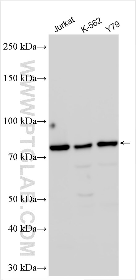 Western Blot (WB) analysis of various lysates using SLU7 Polyclonal antibody (12050-1-AP)