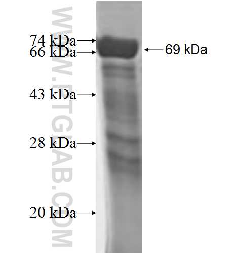 SLU7 fusion protein Ag2680 SDS-PAGE