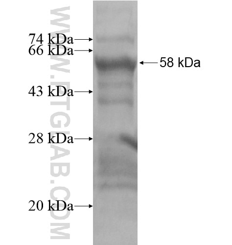 SMA fusion protein Ag15611 SDS-PAGE