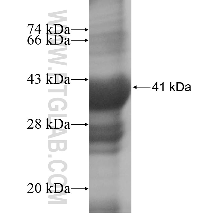 SMA4 fusion protein Ag11712 SDS-PAGE