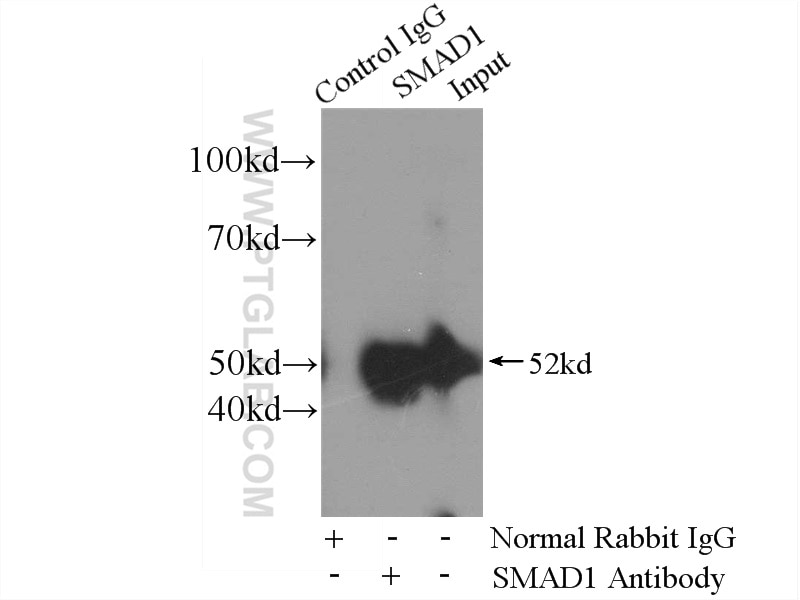 Immunoprecipitation (IP) experiment of mouse heart tissue using SMAD1 Polyclonal antibody (10429-1-AP)