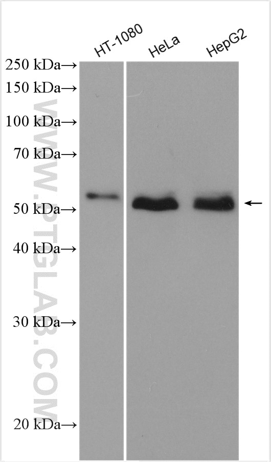 Western Blot (WB) analysis of various lysates using SMAD1 Polyclonal antibody (10429-1-AP)