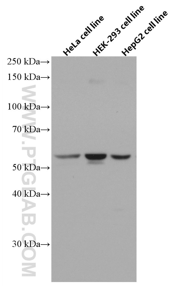 Western Blot (WB) analysis of HeLa cells using SMAD1 Monoclonal antibody (66559-1-Ig)