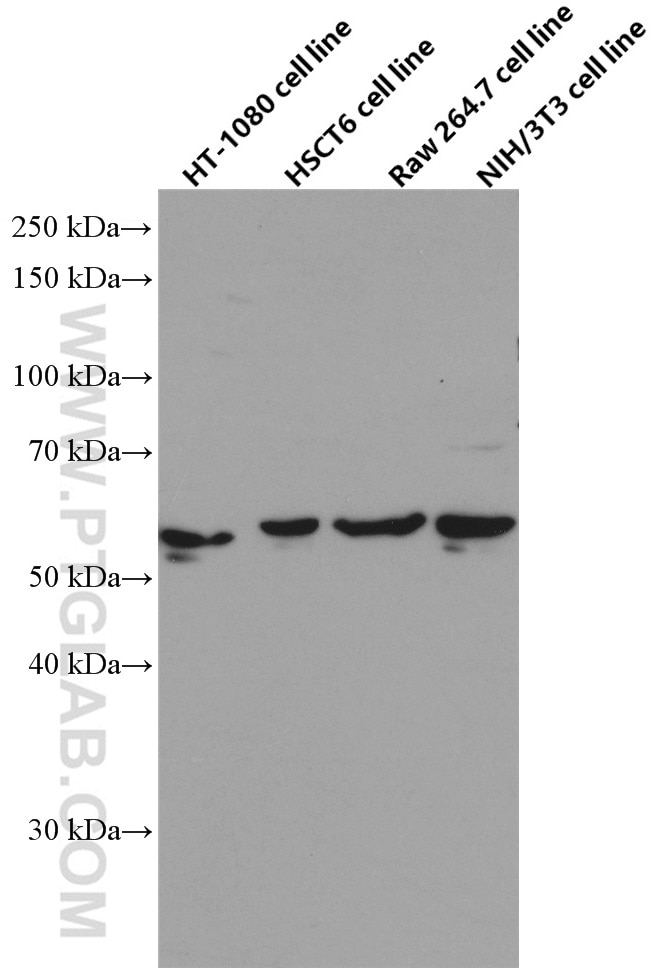 Western Blot (WB) analysis of various lysates using SMAD1 Monoclonal antibody (66559-1-Ig)