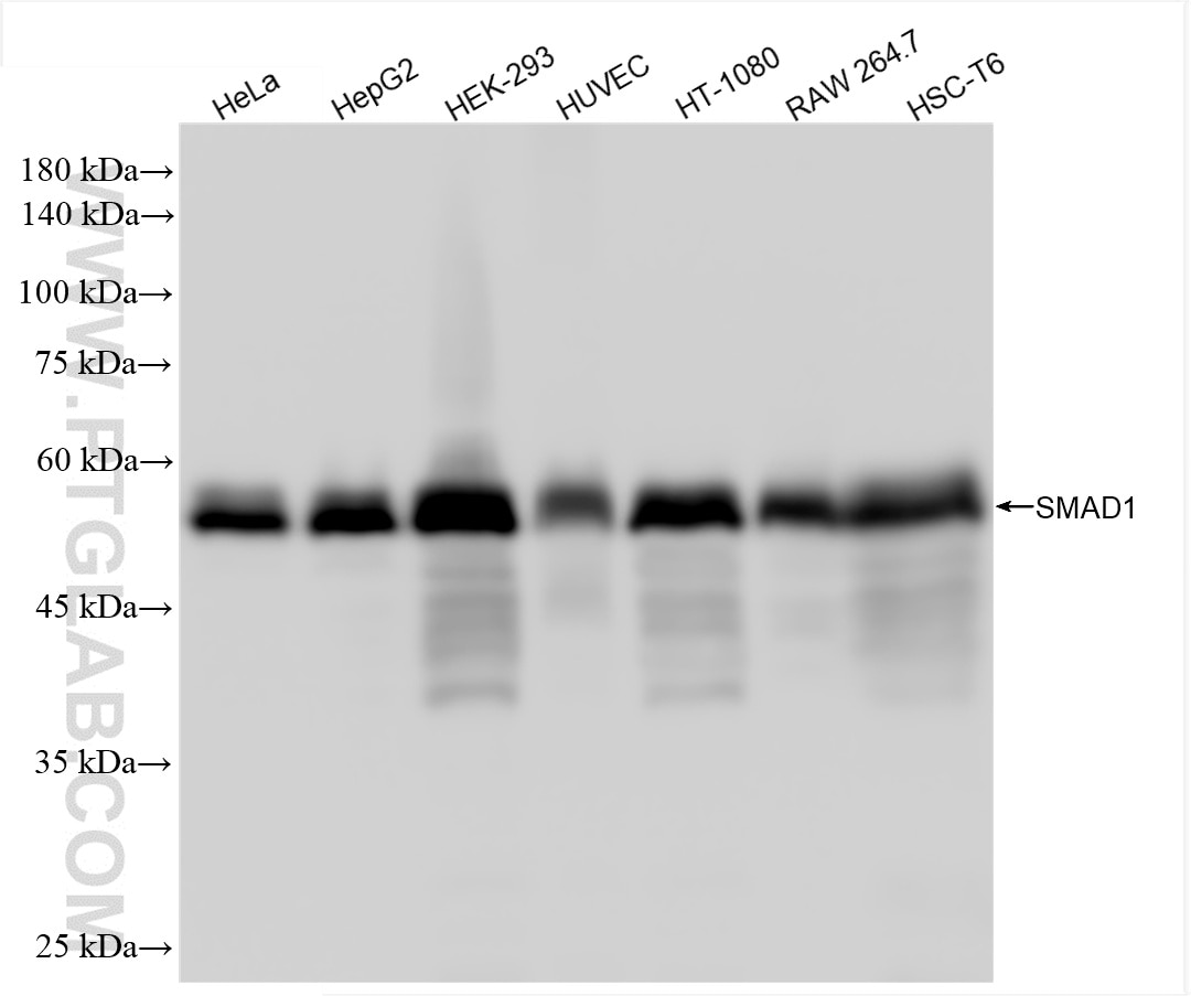 Western Blot (WB) analysis of various lysates using SMAD1 Recombinant antibody (85388-1-RR)