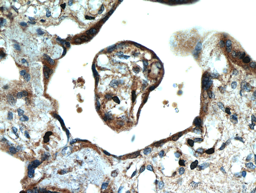 IHC staining of human placenta using 51144-1-AP