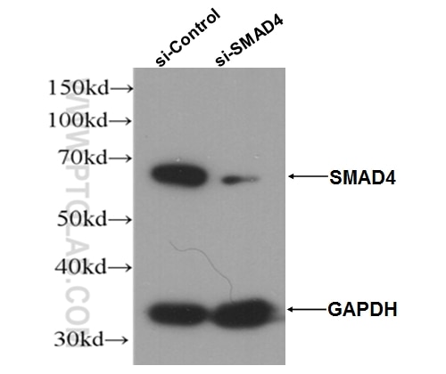 Western Blot (WB) analysis of HepG2 cells using SMAD4 Polyclonal antibody (51144-1-AP)