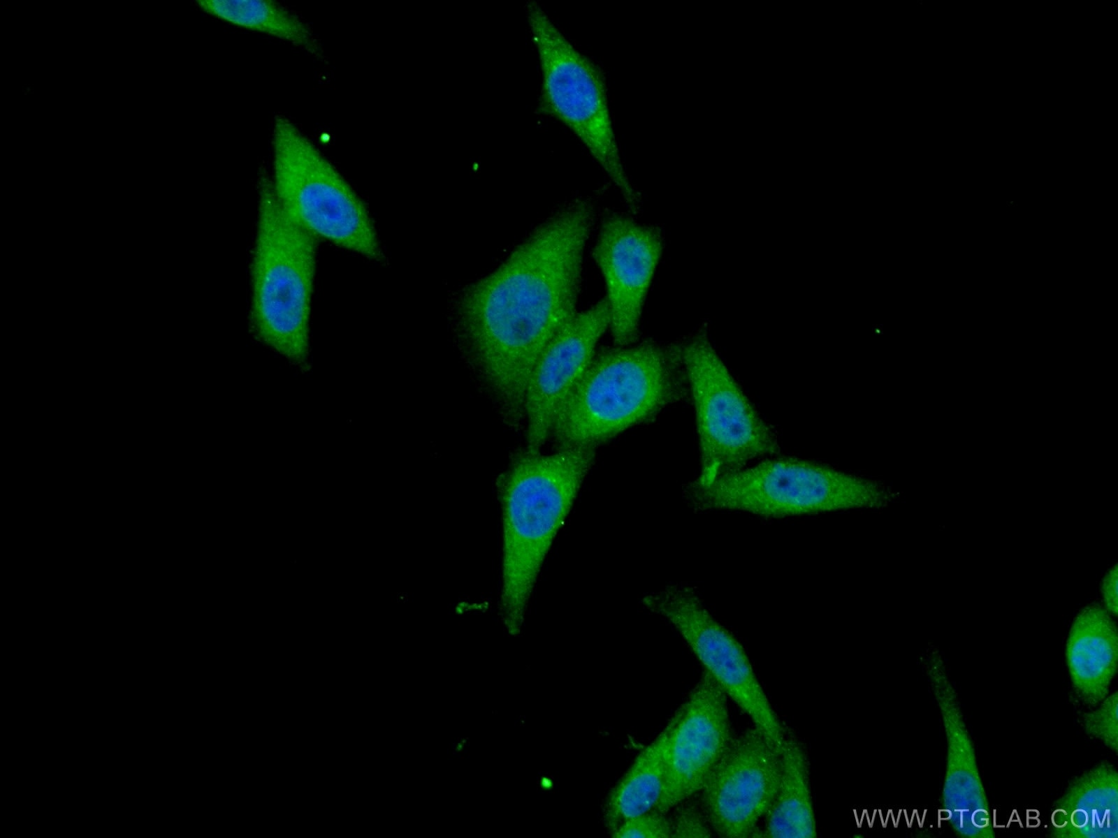 IF Staining of HepG2 using 67343-1-Ig