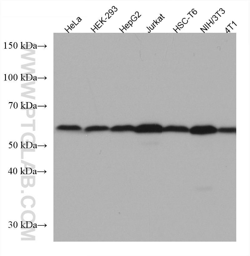 Western Blot (WB) analysis of various lysates using SMAD2 Monoclonal antibody (67343-1-Ig)