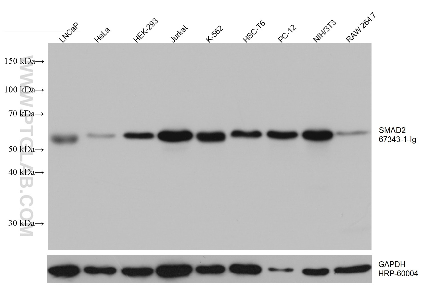 Western Blot (WB) analysis of various lysates using SMAD2 Monoclonal antibody (67343-1-Ig)