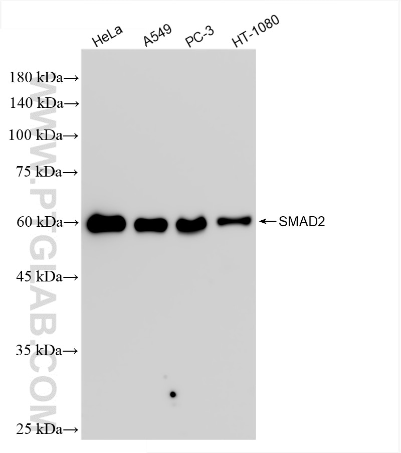 Western Blot (WB) analysis of various lysates using SMAD2 Recombinant antibody (83841-2-RR)
