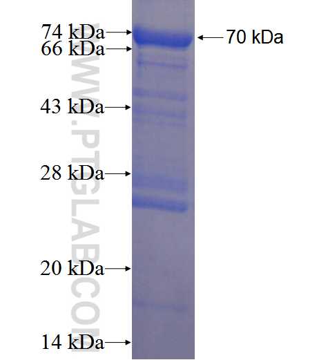 SMAD2 fusion protein Ag3237 SDS-PAGE