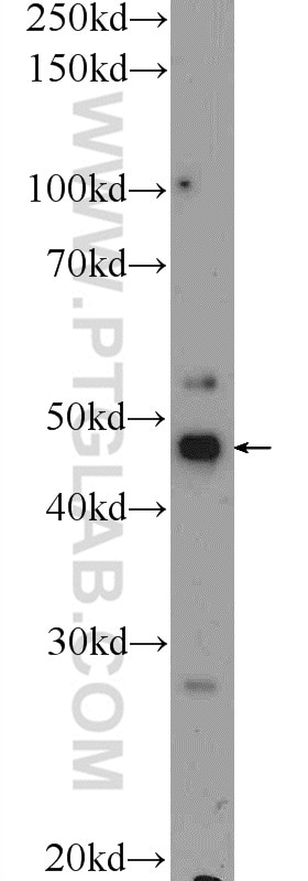 Western Blot (WB) analysis of HeLa cells using SMAD3 Polyclonal antibody (25494-1-AP)