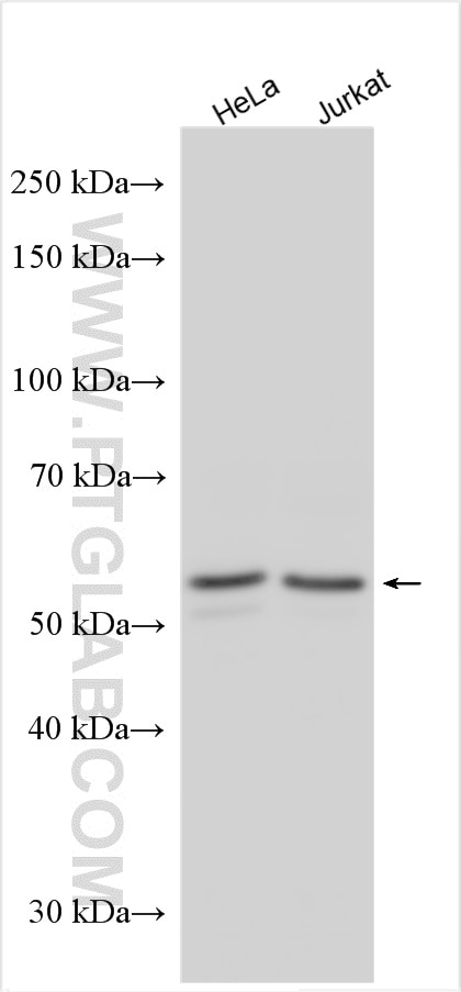 Western Blot (WB) analysis of various lysates using SMAD3 Polyclonal antibody (30130-1-AP)