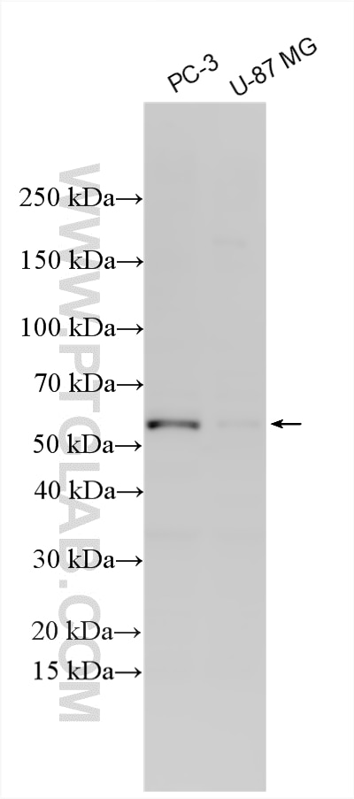 WB analysis using 33480-1-AP Western Blot (WB) analysis of various lysates using SMAD3 Polyclonal antibody (33480-1-AP)