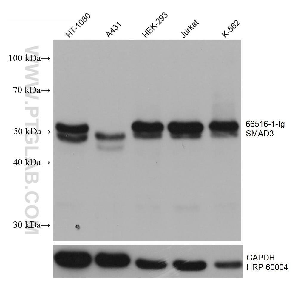 Western Blot (WB) analysis of various lysates using SMAD3 Monoclonal antibody (66516-1-Ig)