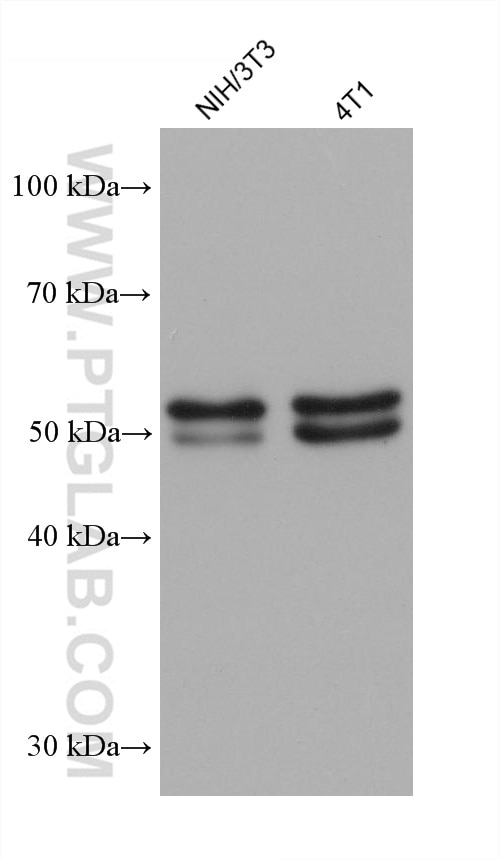 Western Blot (WB) analysis of various lysates using SMAD3 Monoclonal antibody (66516-1-Ig)