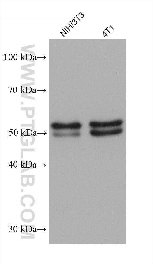 WB analysis using 66516-1-Ig