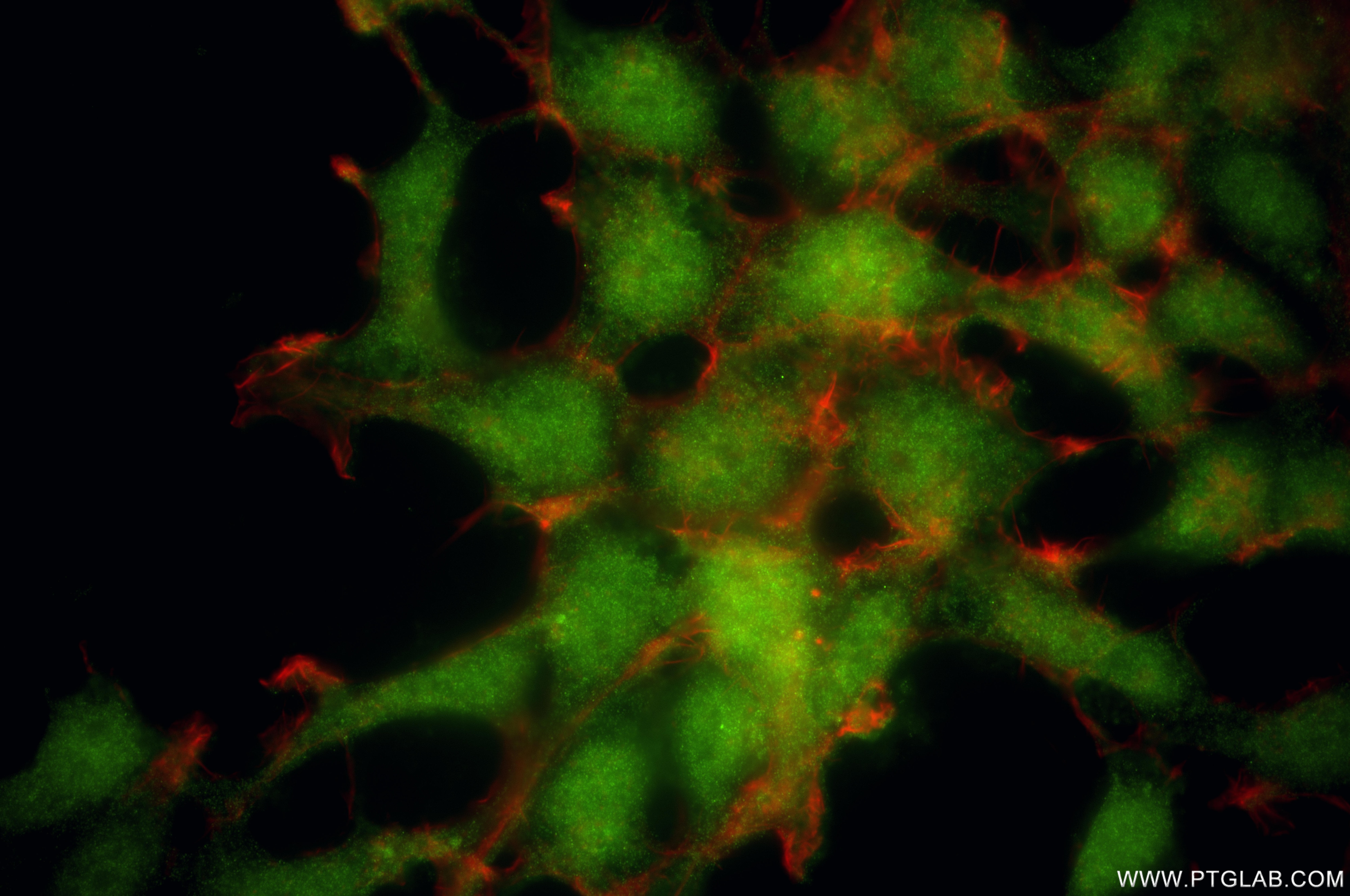 Immunofluorescence (IF) / fluorescent staining of HEK-293 cells using SMAD3 Recombinant monoclonal antibody (87035-1-RR)