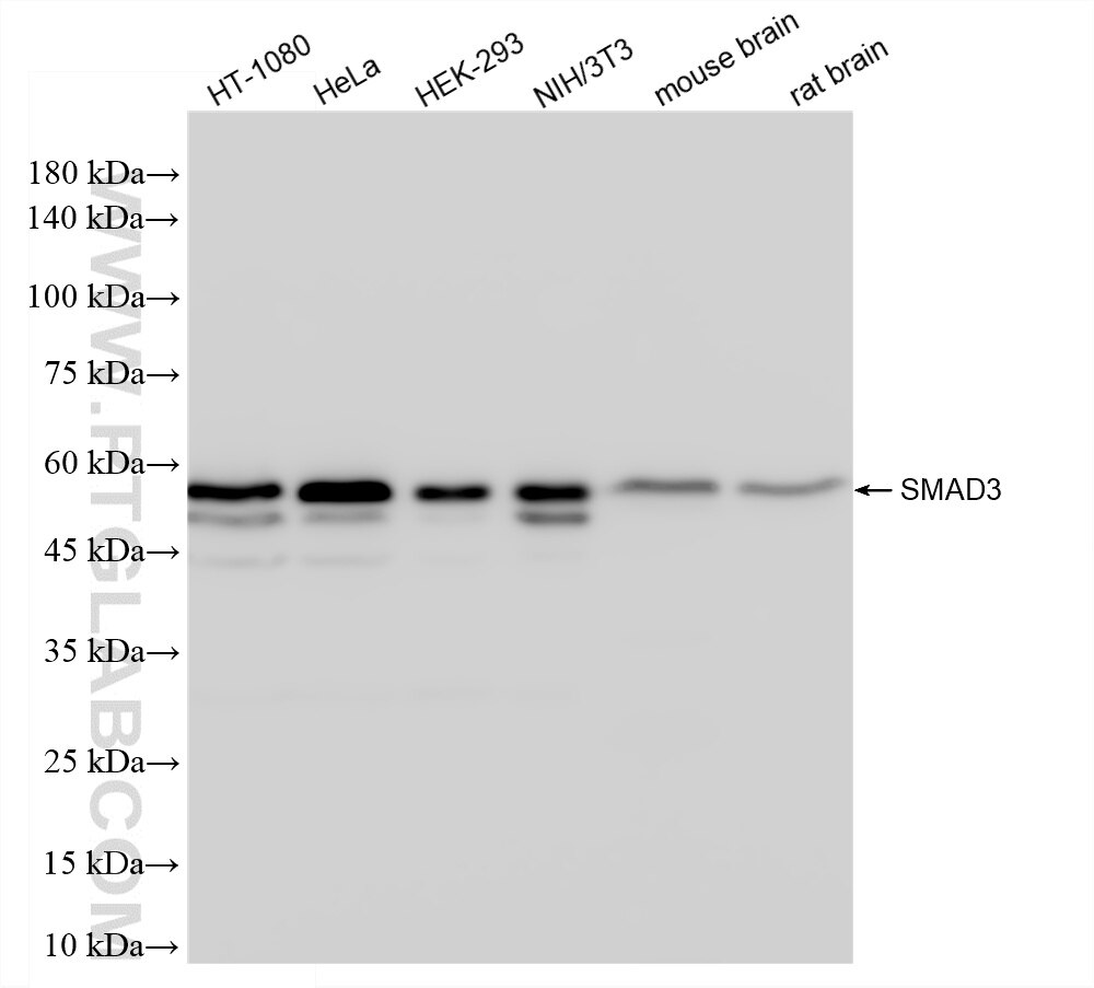 Western Blot (WB) analysis of various lysates using SMAD3 Recombinant monoclonal antibody (87035-1-RR)