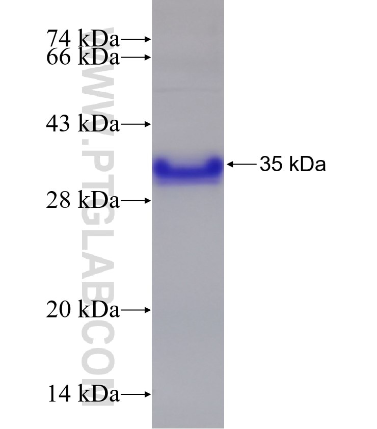 SMAD3 fusion protein Ag32595 SDS-PAGE