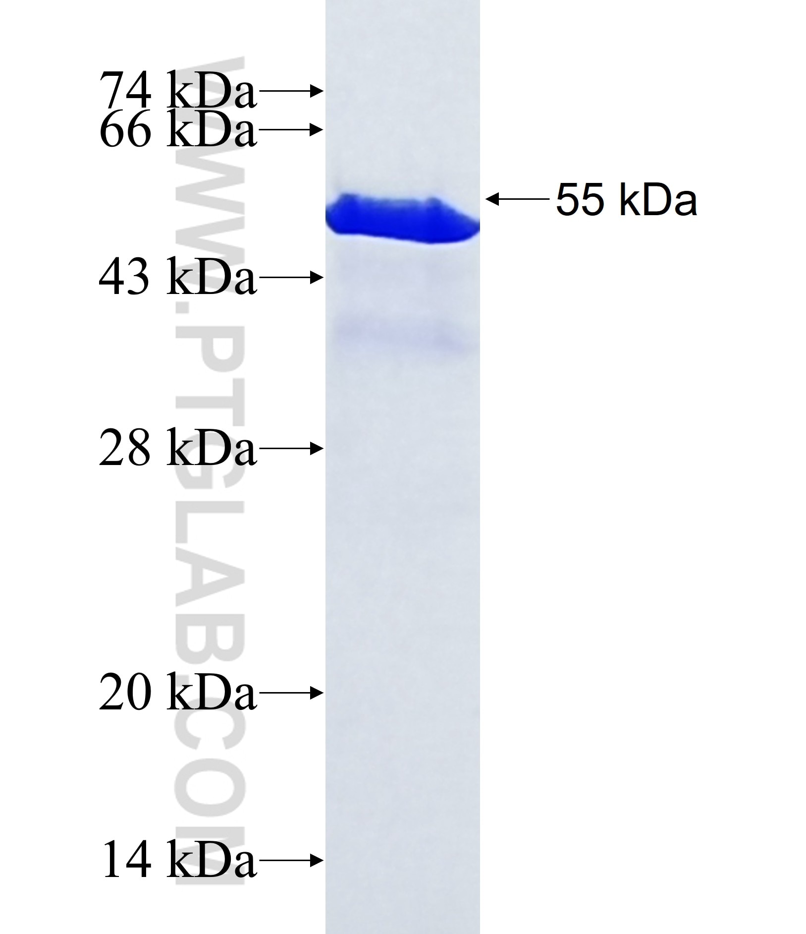SMAD3 fusion protein Ag32623 SDS-PAGE
