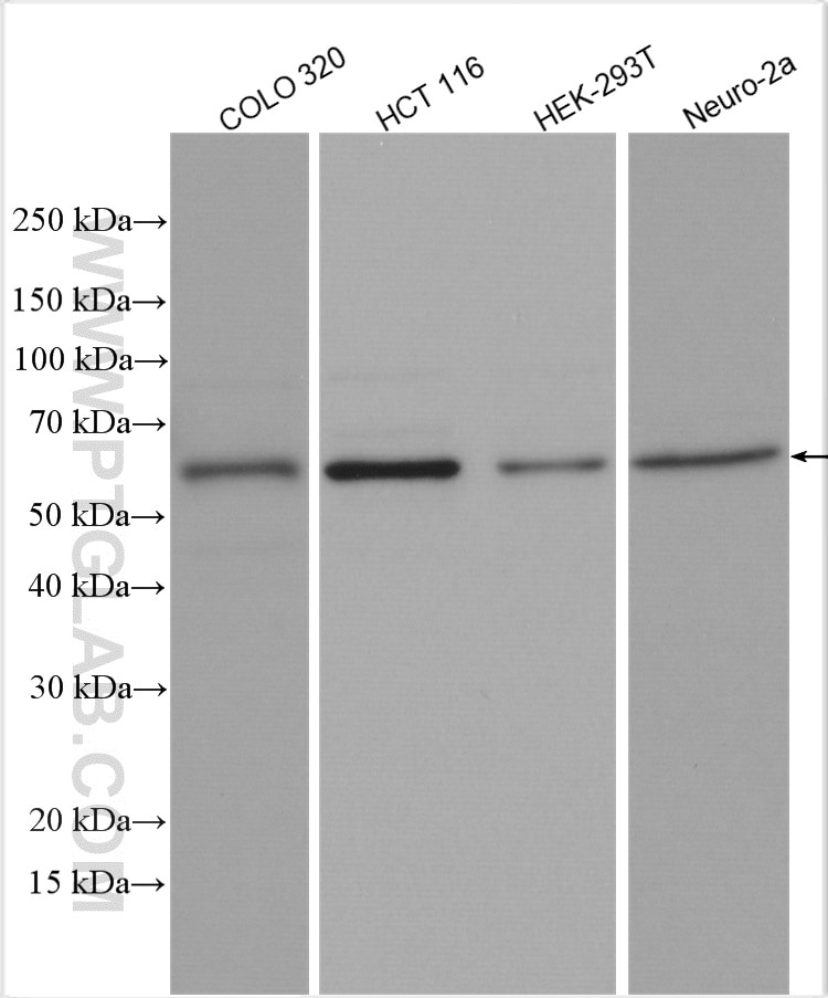 Western Blot (WB) analysis of various lysates using SMAD4 Polyclonal antibody (10231-1-AP)