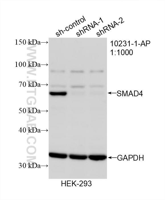 WB analysis of HEK-293 using 10231-1-AP