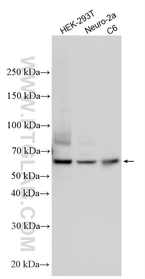 Western Blot (WB) analysis of various lysates using SMAD4 Polyclonal antibody (10231-1-AP)