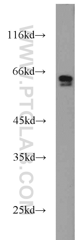 Western Blot (WB) analysis of NIH/3T3 cells using SMAD4 Polyclonal antibody (10231-1-AP)