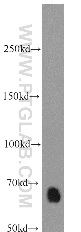 Western Blot (WB) analysis of MCF-7 cells using SMAD4 Polyclonal antibody (10231-1-AP)