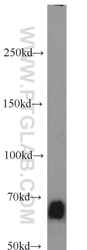 Western Blot (WB) analysis of MCF-7 cells using SMAD4 Polyclonal antibody (10231-1-AP)