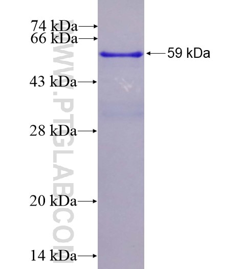 SMAD4 fusion protein Ag0299 SDS-PAGE