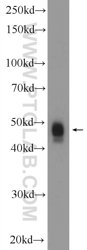 Western Blot (WB) analysis of K-562 cells using SMAD5 Polyclonal antibody (12167-1-AP)