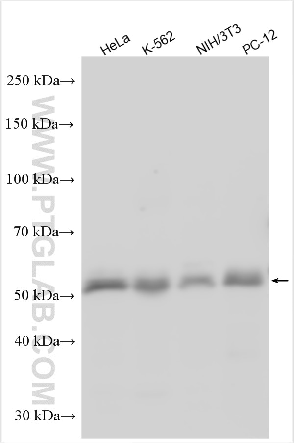 Western Blot (WB) analysis of various lysates using SMAD5 Polyclonal antibody (12167-1-AP)