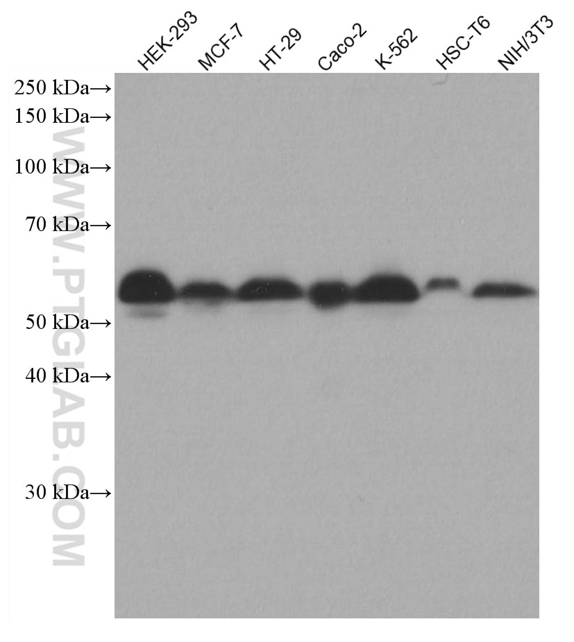 Western Blot (WB) analysis of various lysates using SMAD5 Monoclonal antibody (67052-1-Ig)