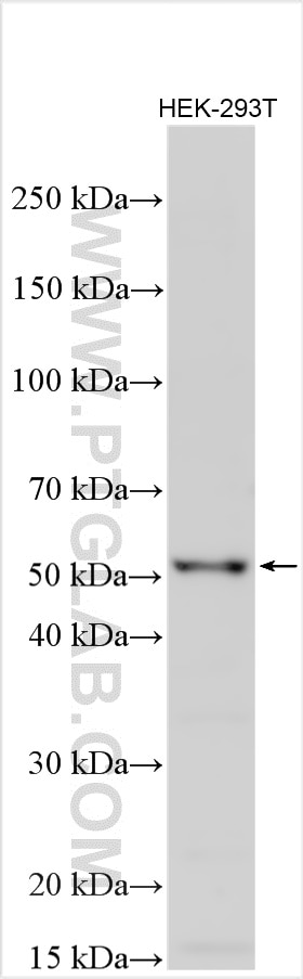 Western Blot (WB) analysis of various lysates using SMAD6 Polyclonal antibody (18342-1-AP)
