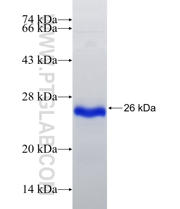 SMAD6 fusion protein Ag32920 SDS-PAGE