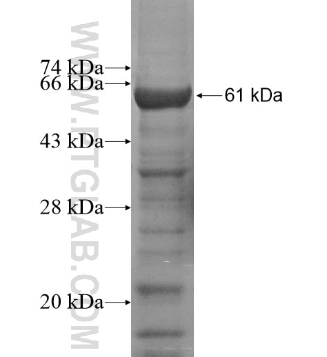 SMAD6 fusion protein Ag13128 SDS-PAGE