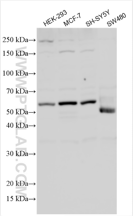 Western Blot (WB) analysis of various lysates using SMAD7 Polyclonal antibody (25840-1-AP)