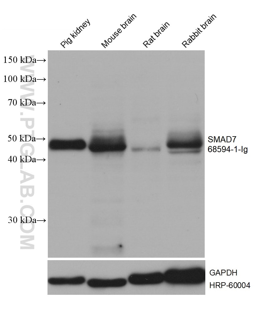 WB analysis using 68594-1-Ig