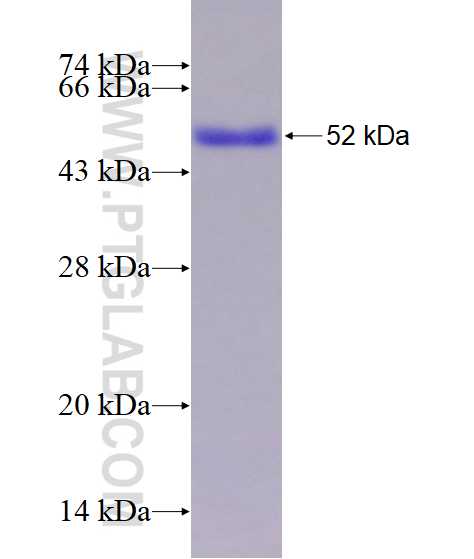 SMAD7 fusion protein Ag13688 SDS-PAGE