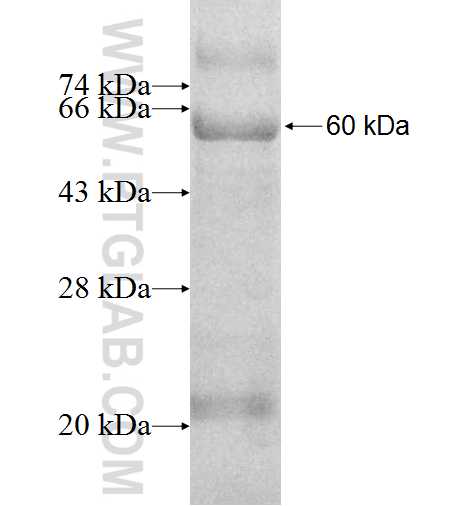 SMAD9 fusion protein Ag9490 SDS-PAGE