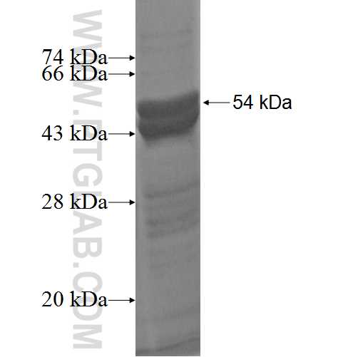SMAP1 fusion protein Ag3544 SDS-PAGE