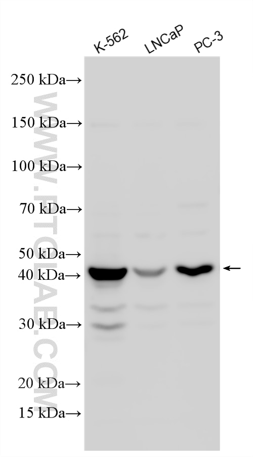 Western Blot (WB) analysis of various lysates using SMAP2 Polyclonal antibody (16597-1-AP)