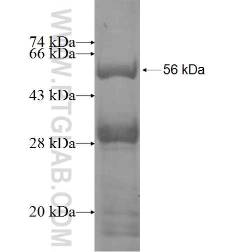 SMAP2 fusion protein Ag9813 SDS-PAGE