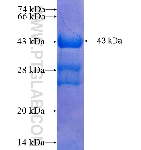 SMARCA2 fusion protein Ag6638 SDS-PAGE