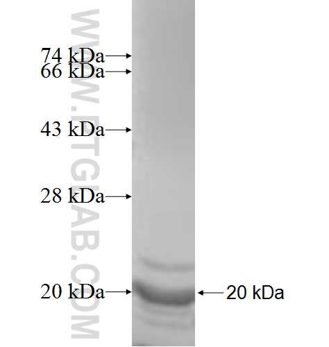 SMARCA2 fusion protein Ag8127 SDS-PAGE