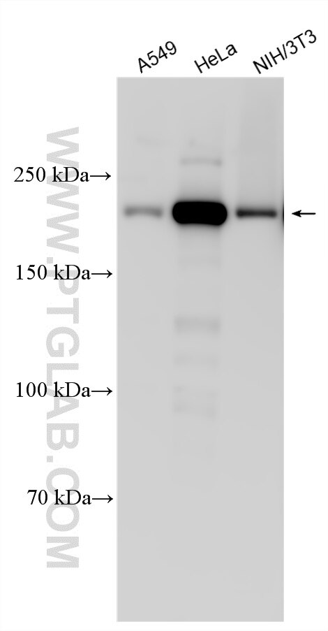 Western Blot (WB) analysis of various lysates using BRM/SMARCA2-Specific Polyclonal antibody (26613-1-AP)
