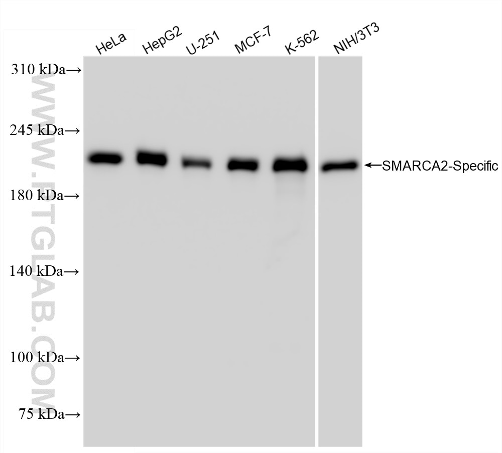 Western Blot (WB) analysis of various lysates using SMARCA2-Specific Recombinant antibody (85018-4-RR)